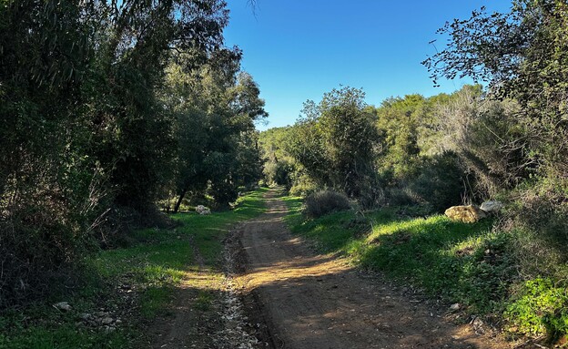 יער עופר שביל היער הקסום (צילום: מירב טלמור-קשי)