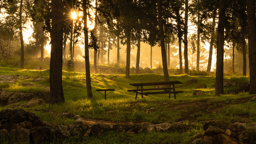 שקיעה ביער הקדושים שקיעה ביער הקדושים