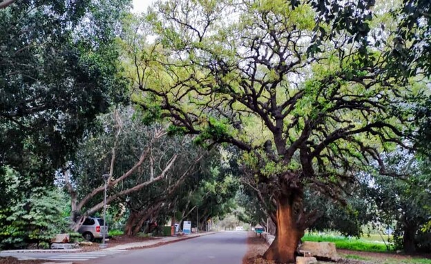 בית לחם הגלילית (צילום: יורם מדן קסם המגע הזוגי)