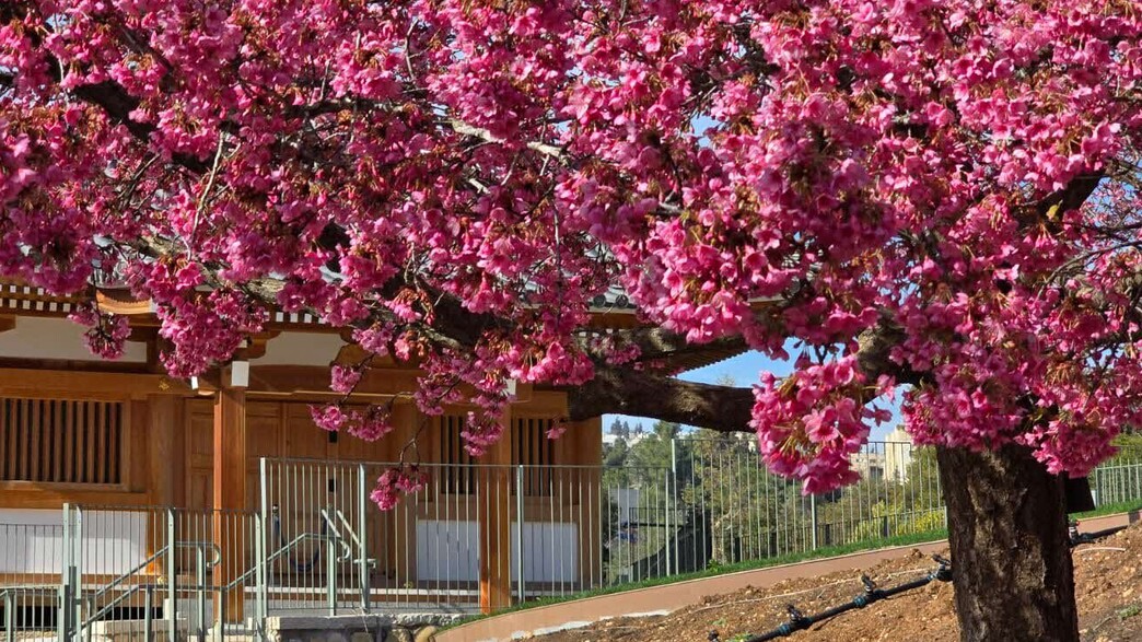 פריחת הדובדבן פריחת הדובדבן