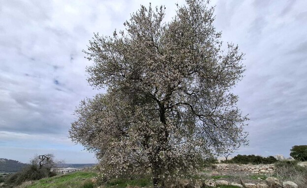 חורבת קייאפה (צילום: אדר סטרולו)