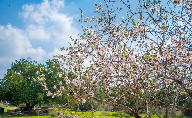 עצי שקד על שביל הפריחה בבית גוברין (צילום: איל מטרני)