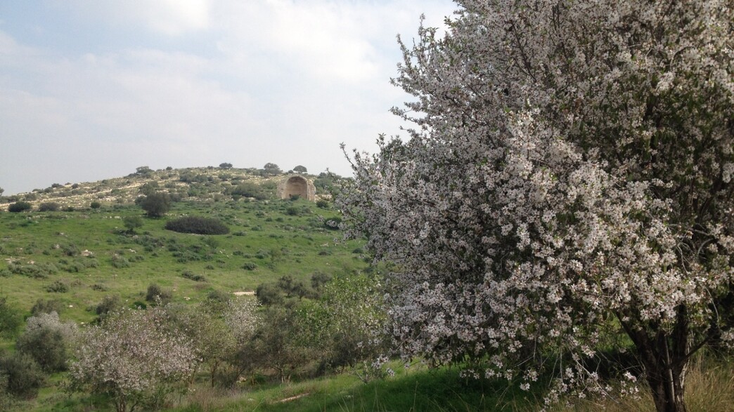 עצי שקד על שביל הפריחה בבית גוברין (צילום: איל מטרני)