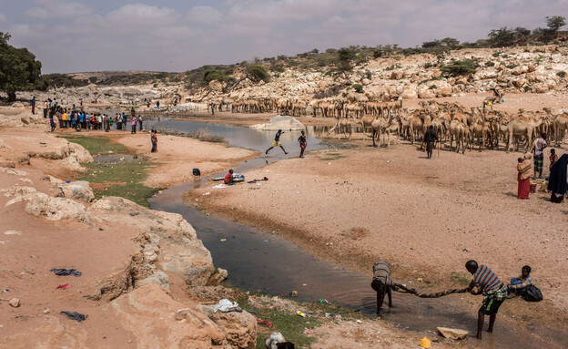 גמלים פונטלנד סומליה (צילום: Andrew Renneisen, getty images)