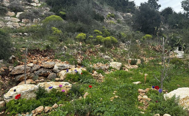 פרחים שביל סובב זכרון יעקב (צילום: מירב טלמור-קשי)