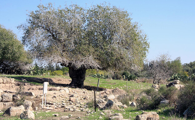 עץ אלה (צילום: יעקב שקולניק ארכיון הצילומים של קק״ל)