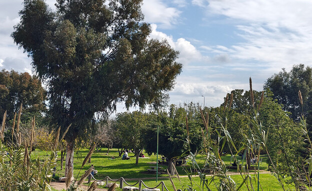 עץ בנחל אלכסנדר (צילום: לימור קלר)