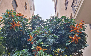 עץ ברחוב בתל אביב (צילום: רועי כהן קורמן)