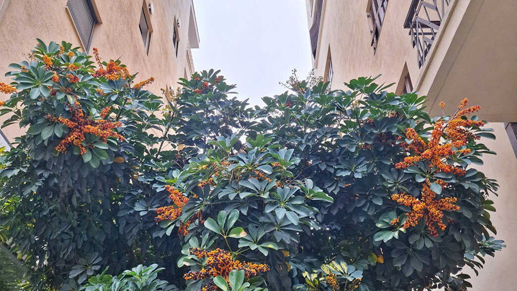 עץ ברחוב בתל אביב עץ ברחוב בתל אביב