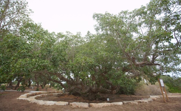 עץ שקמה אשקלון (צילום: אלדד עובדיה)