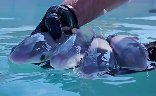 כרישה בהריון נפלטה מתה לחוף כרישה בהריון נפלטה מתה לחוף