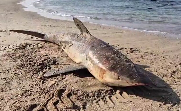 כרישה בהריון נפלטה מתה לחוף כרישה בהריון נפלטה מתה לחוף