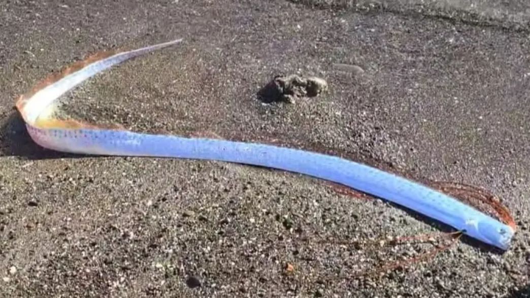 דג משוט (צילום: מתוך הרשתות החברתיות בהתאם לסעיף 27א' בחוק)