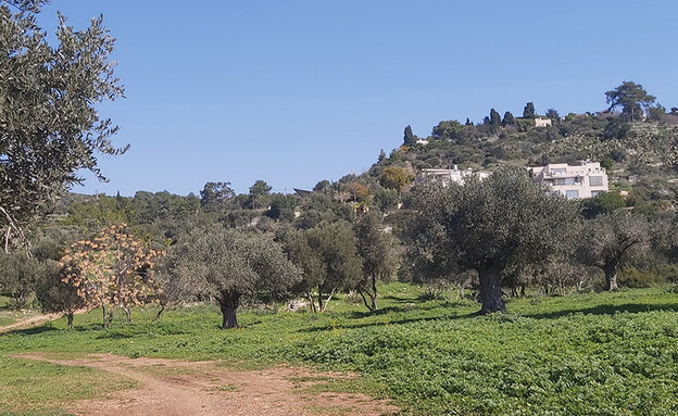 עין הוד (צילום: אריאלה אפללו)