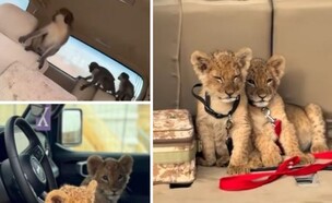 תיעוד גורי אריות ברשתות החברתיות  (צילום: מתוך הרשתות לפי סעיף 27א' | ערוץ טלגרם 18)