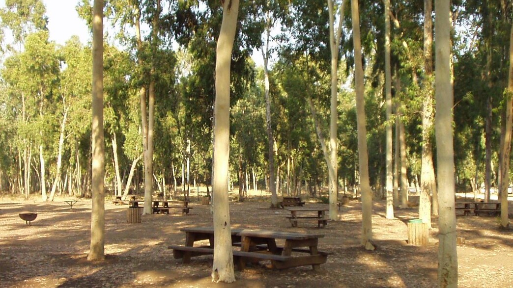 יער בשרון יער בשרון