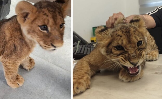 גורת האריות שנתפסה (צילום: דוברות המשטרה)