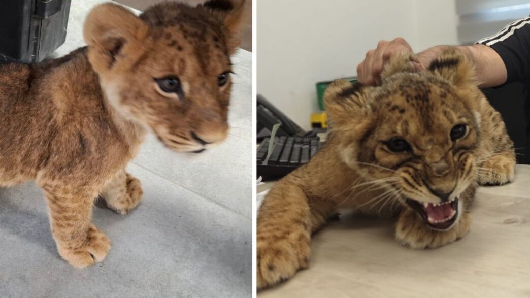 גורת האריות שנתפסה גורת האריות שנתפסה