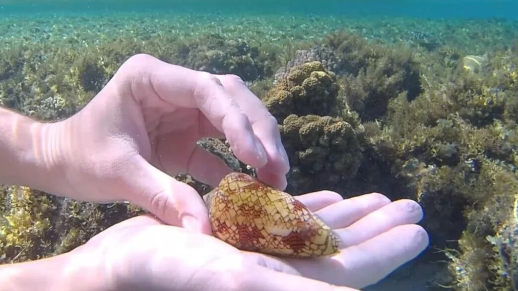 “You escaped certain death!”: A poisonous cone was found in the Red Sea – and the Internet went wild