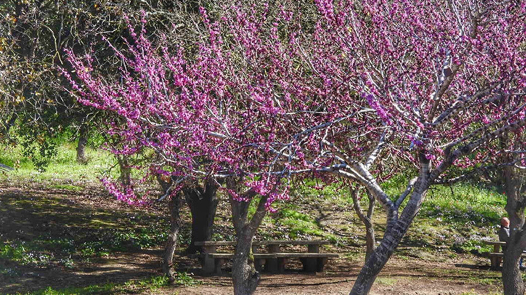 כליל החורש גן לאומי בית שערים