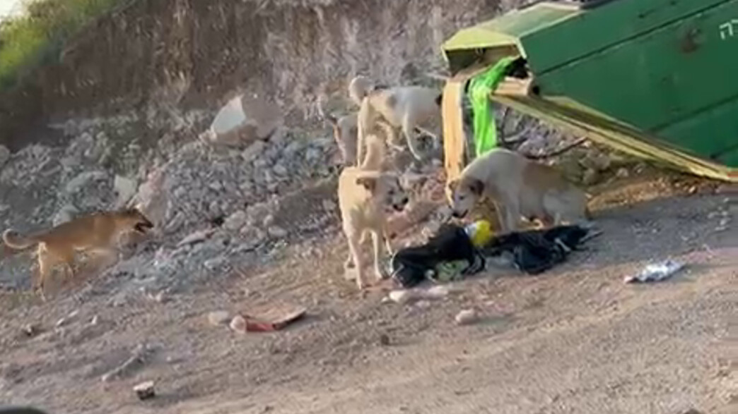 תופעה מטרידה בבסיס בדרום