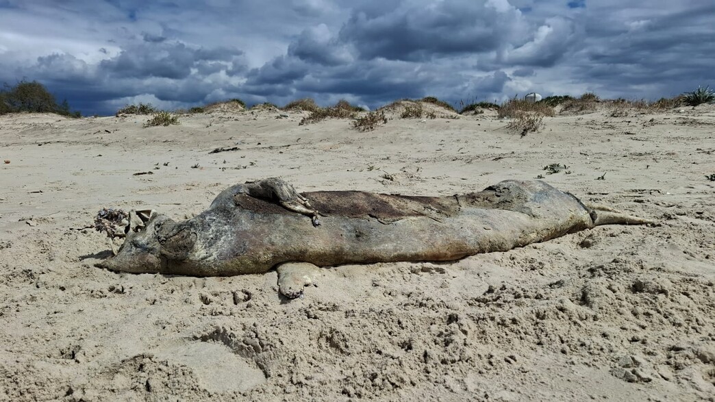 פגר של כלבת ים פגר של כלבת ים