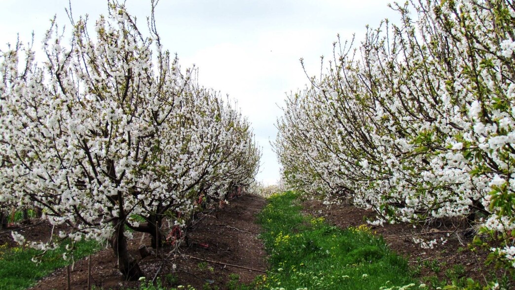 פריחת הדובדבן בגולן פריחת הדובדבן בגולן
