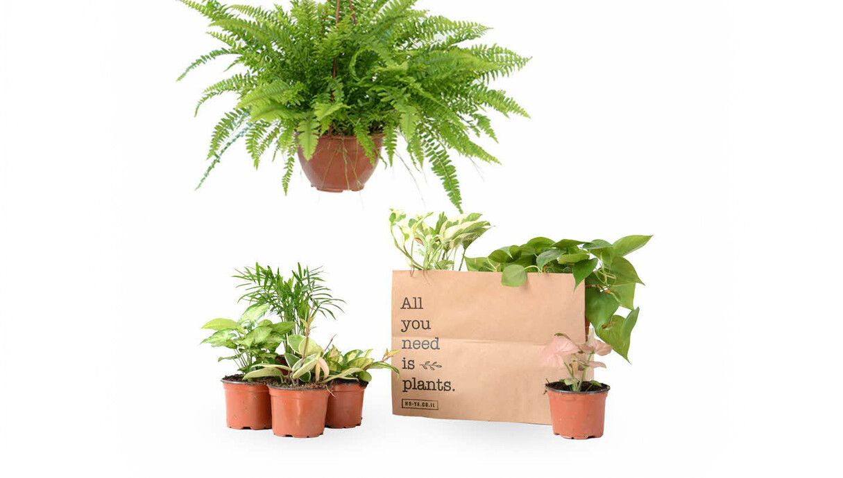 מארזים 25, הויה צמחי בית מארז דרום מארזים 25, הויה צמחי בית מארז דרום