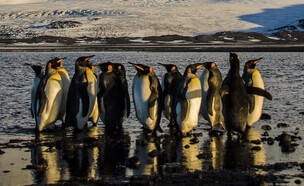 פינגווינים באי הרד (צילום: AFP PHOTO / MATT CURNOCK / AUSTRALIAN ANTARCTIC DIVISION, Getty Images)
