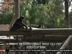 20hayot_vtr2_n20250405_v1 (צילום: חדשות)