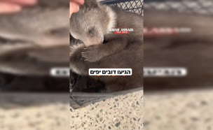 dov1 (צילום: mako)