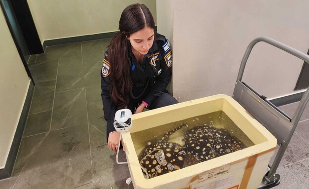 הטריגונים שנתפסו הטריגונים שנתפסו