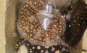 הטריגונים שנתפסו (צילום: דוברות המשטרה)