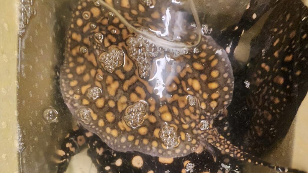 הטריגונים שנתפסו הטריגונים שנתפסו