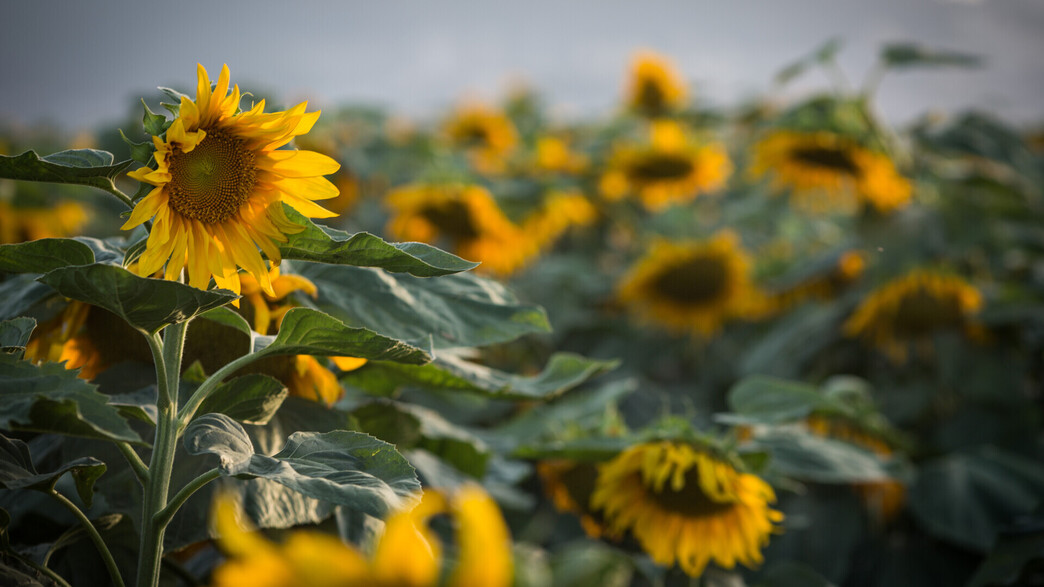 התחזית: מעונן חלקית, עם עלייה בטמפרטורות