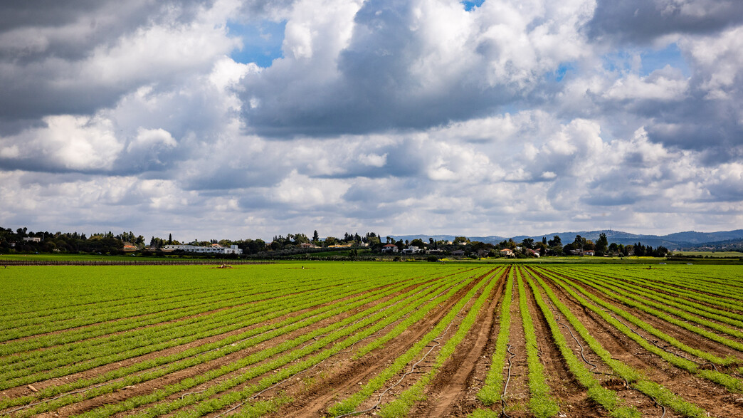 מזג האוויר ממשיך להתחמם – עם סיכוי לשבירת שיאים | התחזית