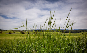 תחזית מזג האוויר - אביב (צילום: נתי שוחט, פלאש 90)
