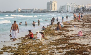 אצות במקסיקו (צילום: Jorge A. Delgado, shutterstock)