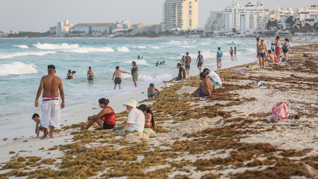 אצות במקסיקו אצות במקסיקו