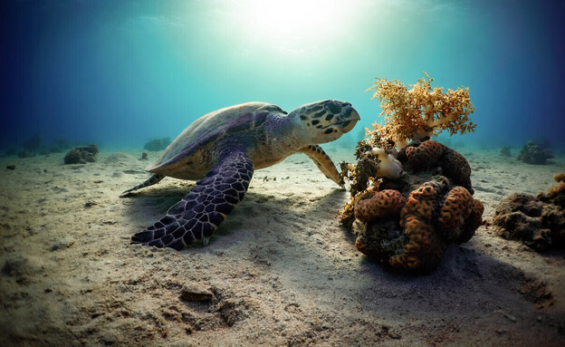 יורדים דרומה? חייבים לבקר בשמורת האלמוגים היפיפייה! 