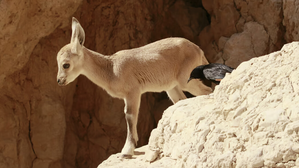 גדי יעל וטריסטרמית בשמורת עין גדי - רשות הטבע והגנים
