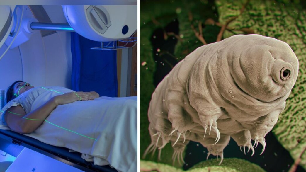 חלבון של דובוני מים חלבון של דובוני מים