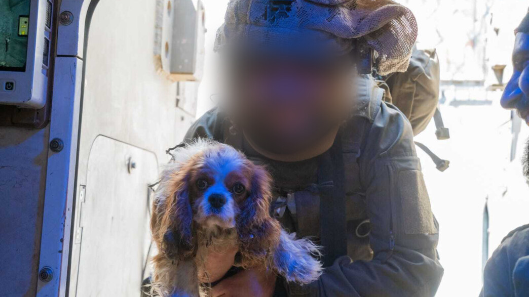 הכלבה בילי שנמצאה בעזה והוחזרה למשפחתה