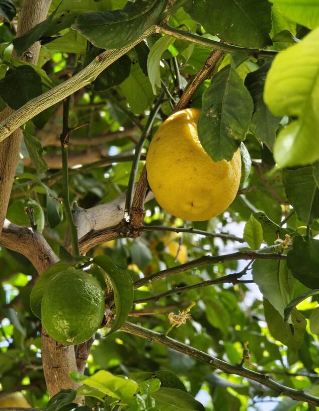 תמונות שצולמו עם שיואמי 15 אולטרה (צילום: יונתן אפולט)