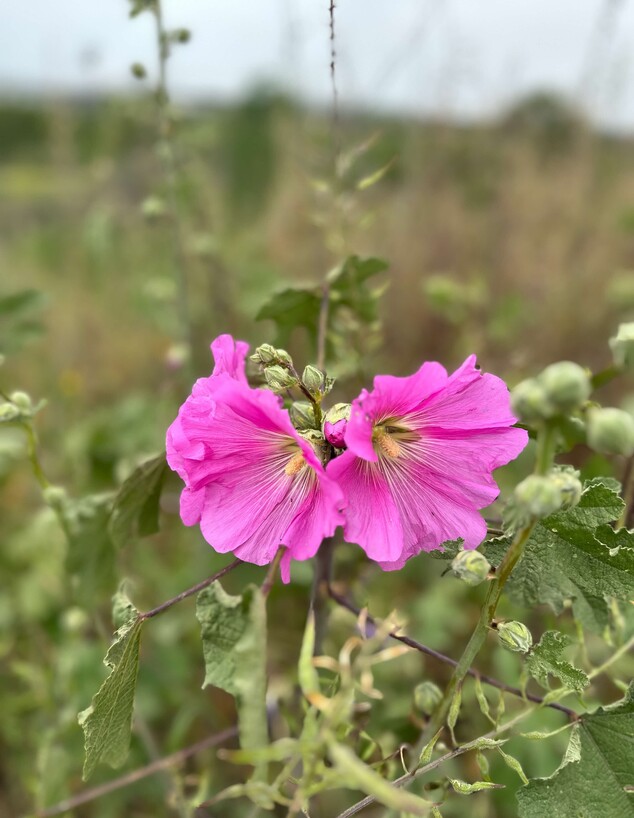 פרח נחל חצבאני שניר פרח נחל חצבאני שניר
