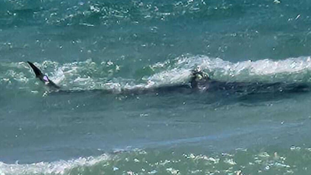 כריש נצפה בחוץ בבית ינאי 