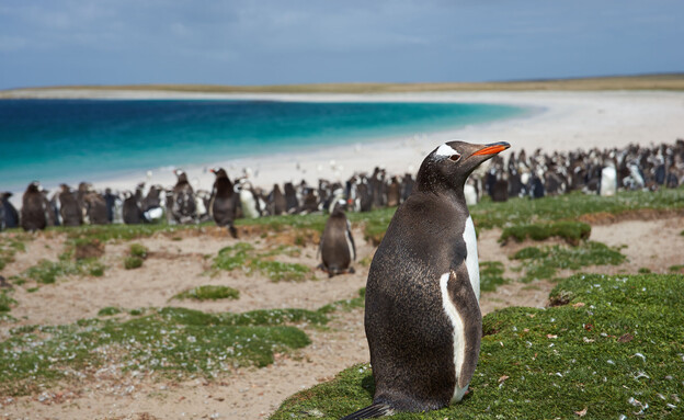 פיגנווינים איי פוקלנד פיגנווינים איי פוקלנד