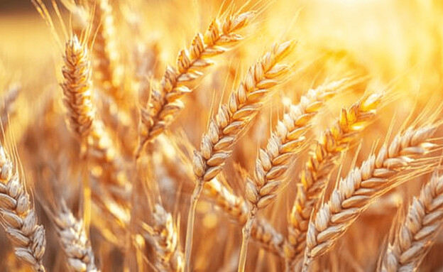 ספירת העומר - שיבולים בשדה