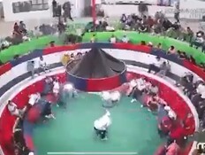 טבח בזירת קרבות תרנגולים באקוודור (צילום: לפי סעיף 27 א')