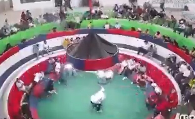 טבח בזירת קרבות תרנגולים באקוודור (צילום: לפי סעיף 27 א')